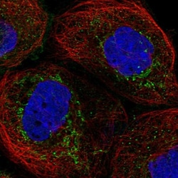 FAM162A Antibody, Novus Biologicals 0.1mL; Unlabeled:Antibodies, Polyclonal